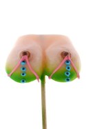 Słodki Lizak - Sexowny Biust Na Patyku Do Lizania Kemis